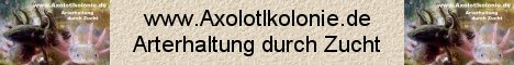 Axolotlkolonie Axolotlkolonie