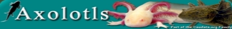 Axolotlorg Axolotlorg