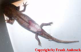 a_Kranker_Axolotl_3 a_Kranker_Axolotl_3